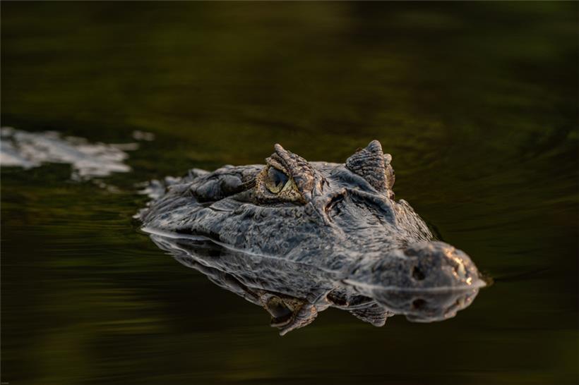 Der Krokodilkaiman ist über ganz Mittel- und Südamerika verbreitet
