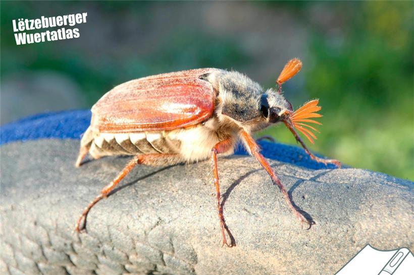 Der Maikäfer ist in Luxemburg unter mehreren Namen bekannt
