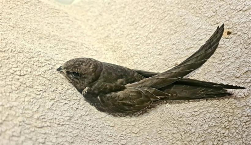 Der Mauersegler ist ein klassischer Zugvogel