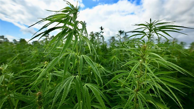 Der Nutzhanf wird im Ösling unter freiem Himmel angebaut