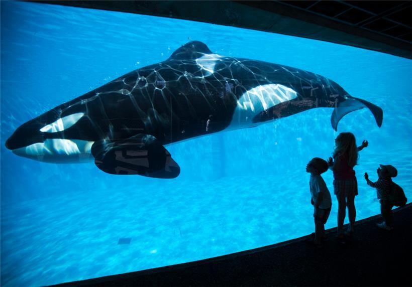 Der Orca Lolita ist 57 Jahre alt
