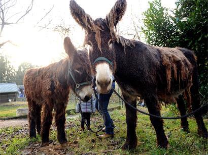 Polizeieinsatz wegen gemeldeter Tierquälerei am Donnerstag, Ermittlungen laufen