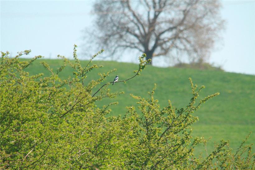 Der Raubwürger ist kaum mehr im Süden des Landes vorzufinden