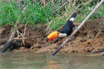 Der Riesentukan kommt ausschließlich in Südamerika vor

