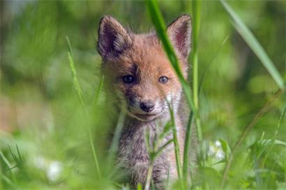 Der Rotfuchs darf in Luxemburg nicht gejagt werden