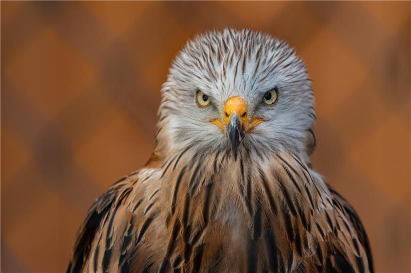 Der Rotmilan (Milvus milvus) gehört zu den eindrucksvollsten Greifvögeln Luxemburgs. Hierzulande hat sich der Bestand zuletzt erholt. Dennoch gehört der Vogel in Luxemburg zu den geschützten Tierarten. 

