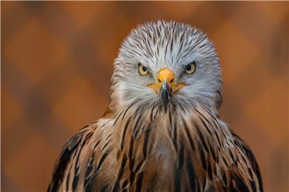 Der Rotmilan (Milvus milvus) gehört zu den eindrucksvollsten Greifvögeln Luxemburgs. Hierzulande hat sich der Bestand zuletzt erholt. Dennoch gehört der Vogel in Luxemburg zu den geschützten Tierarten. 
