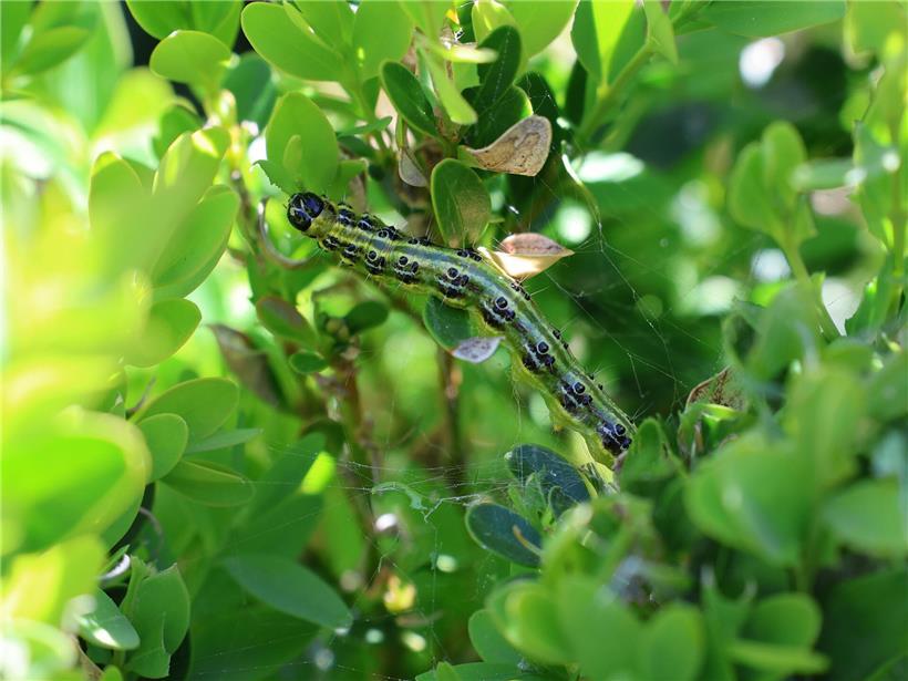 Buchsbaumzünsler auf Buchsbaumblatt – Schädling verursacht Schäden in Garten und bei Pällem