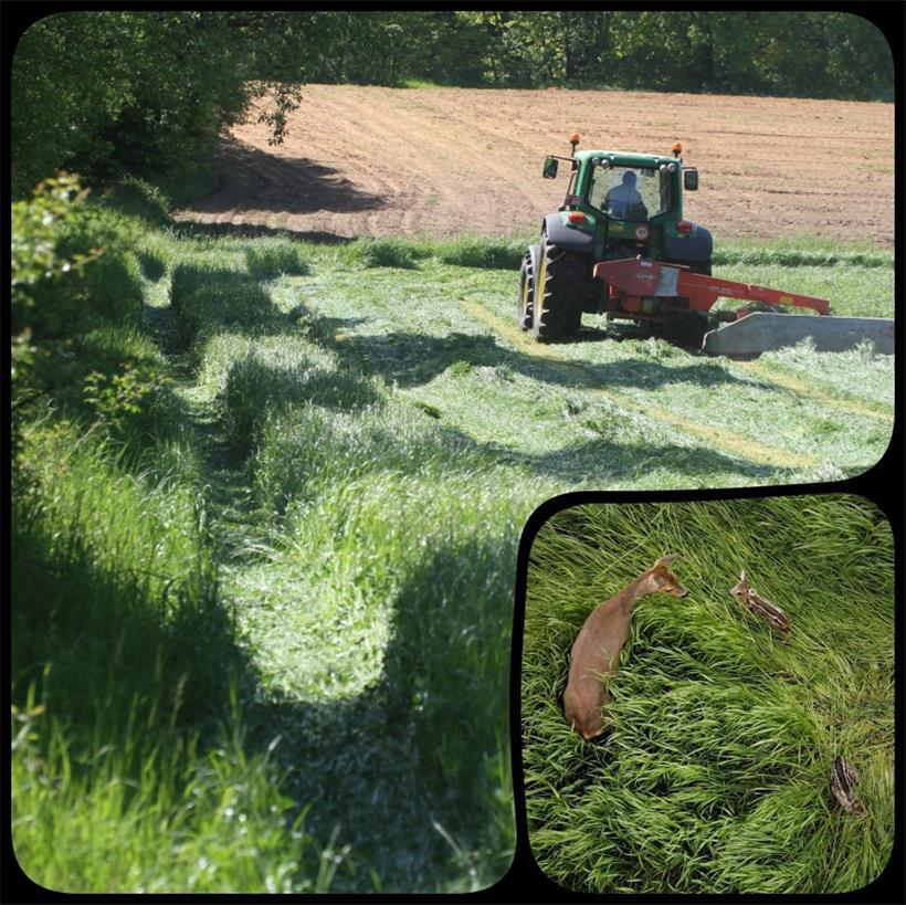 Der Schutz von Jungwild vor dem Mähtod ist nicht nur aus Tierschutzgründen von g...