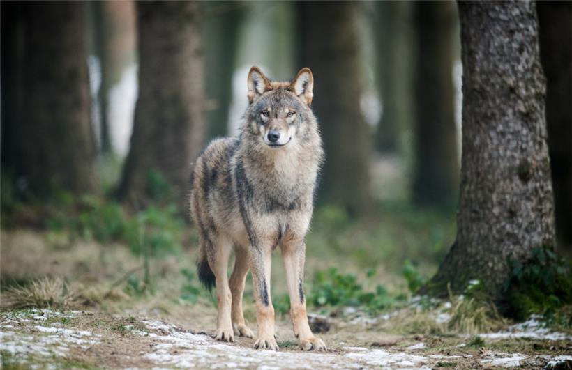 Der Schutzstatus des Wolfes wird von „streng geschützt“ auf „geschützt“ gesenkt

