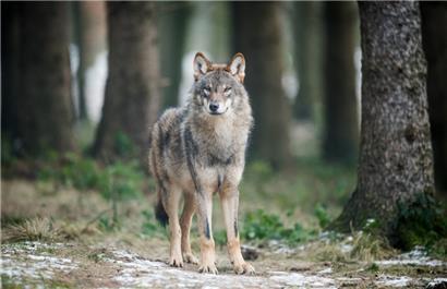 Der Schutzstatus des Wolfes wird von „streng geschützt“ auf „geschützt“ gesenkt
