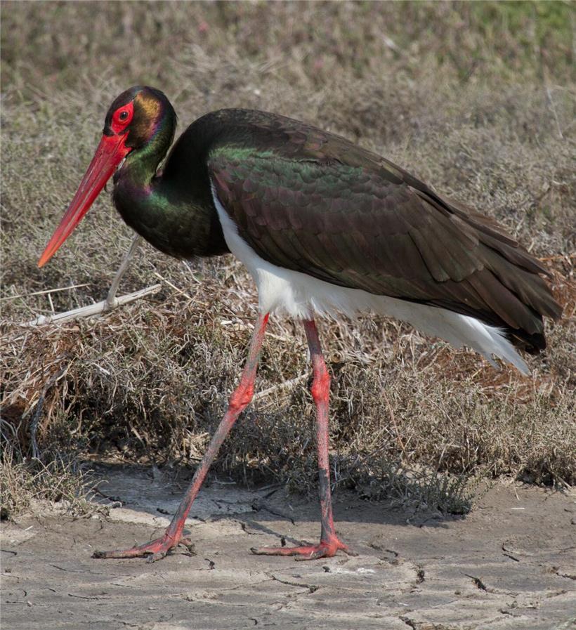 Schwarzstorch mit schillerndem schwarzem Gefieder, langen roten Beinen und schlankem Schnabel in natürlichem Lebensraum