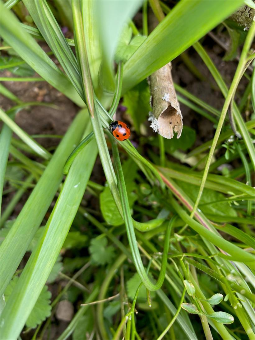 Der Siebenpunkt-Marienkäfer