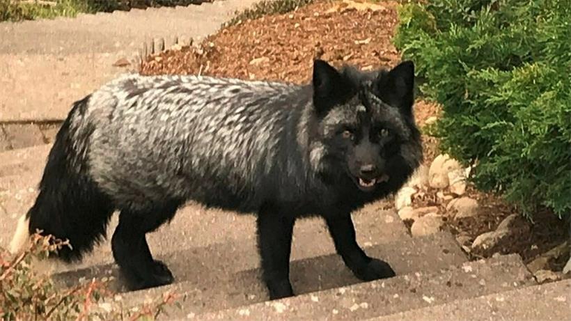 Der Silberfuchs ist eine Farbvariante des einheimischen Rotfuchses
