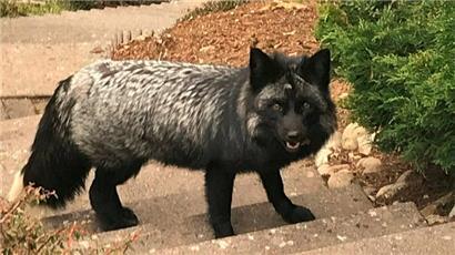 Der Silberfuchs ist eine Farbvariante des einheimischen Rotfuchses
