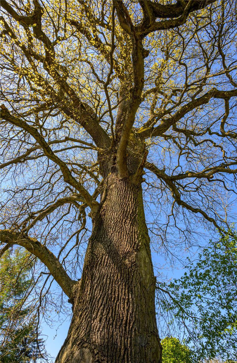 dicker Eichenstamm mit 1,5 Meter Durchmesser im Wald, Nahaufnahme robuster Baumstamm
