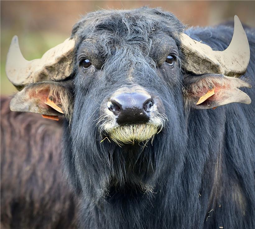 Der Starr-Wettstreit zwischen dem Wasserbüffel und der Kamera hat begonnen. Als ...