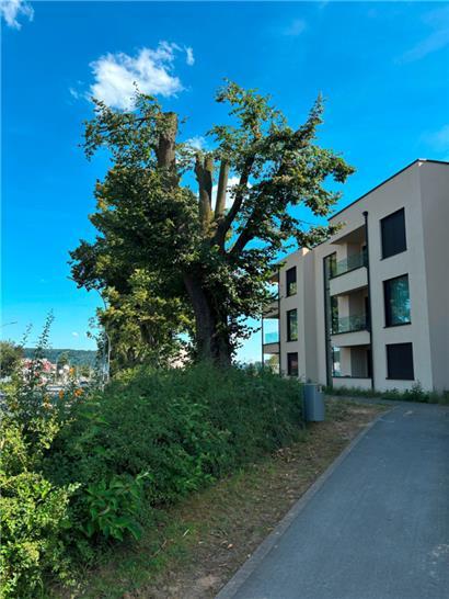 Der Sturm vom 29. Juni hat an dieser Linde, wie auch an mehr als 100 weiteren Bäumen in Mersch, sehr hohen Schaden angerichtet

