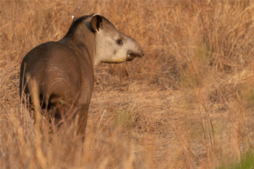 Der Tapir leistet eine wichtige Aufgabe bei der Vielfalt der Pflanzen
