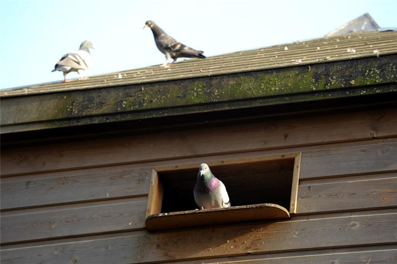Der Taubenturm auf dem Escher Galgenberg
