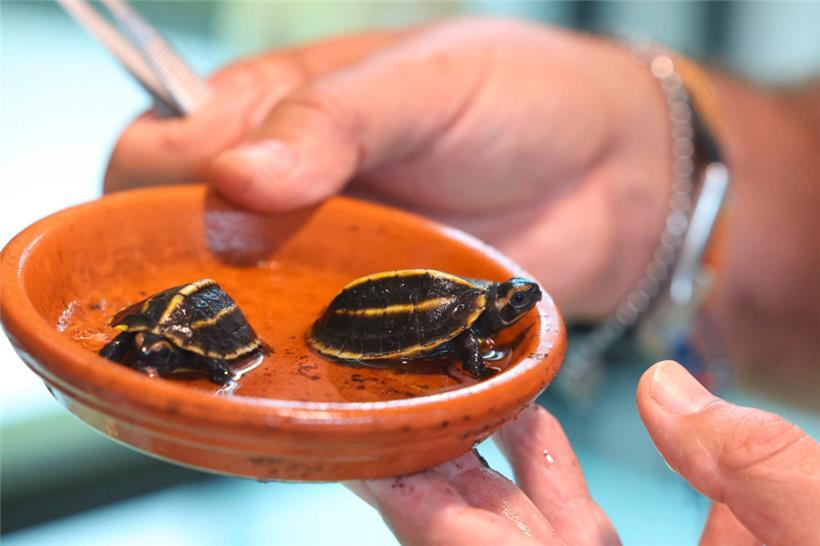 Der Tierarzt und Besitzer der Schildkrötenauffangstation „A Cupulatta“, Pierre Moisson, hält am 6. Juni 2025 in Ajaccio auf der französischen Mittelmeerinsel Korsika die ersten in einem europäischen Zoo geborenen Melanochelys-tricarinata-Babyschildkröten in den Händen
