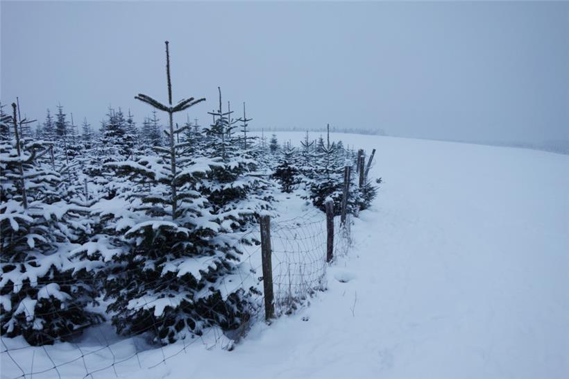 Der Traum von der echten Winter-Weihnacht wird wohl ein Traum bleiben
