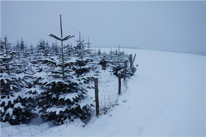 Der Traum von der echten Winter-Weihnacht wird wohl ein Traum bleiben

