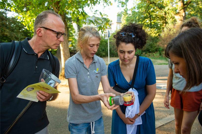 Der Unterschied zwischen Wespen und anderen fliegenden Insekten – neben dem richtigen Verhalten gegenüber Wespen ebenfalls eines der angesprochenen Themen beim sogenannten „Open Meeting“
