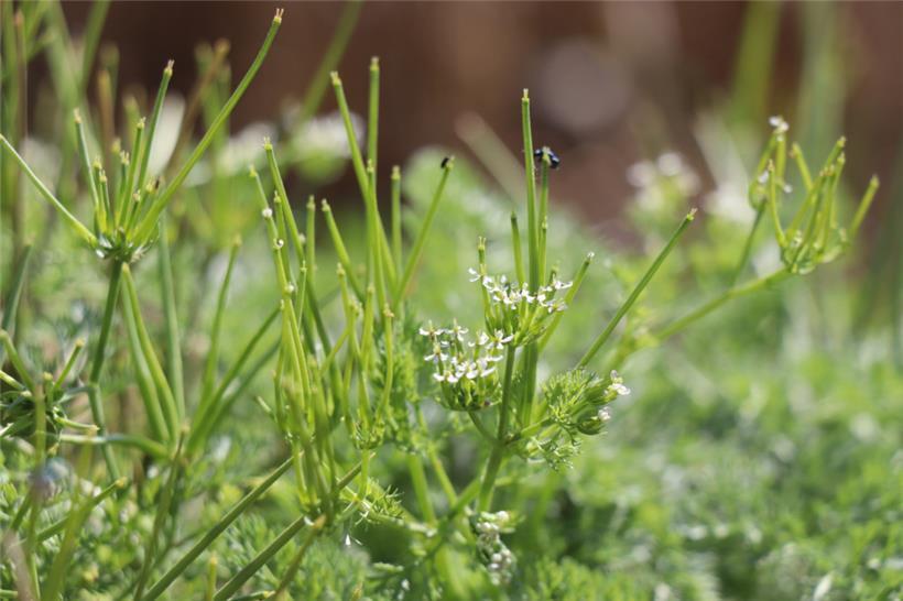 Der Venuskamm war nicht der einzige interessante botanische Fund in diesem Jahr
