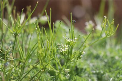 Der Venuskamm war nicht der einzige interessante botanische Fund in diesem Jahr
