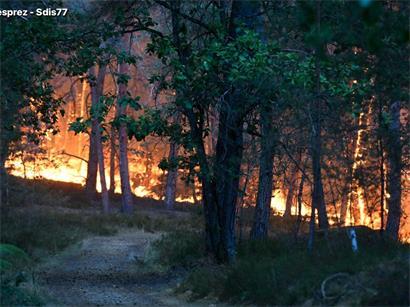 Brennender Wald im Naturpark Fontainebleau mit dichtem Rauch und Flammen bei Waldbrand in Frankreich