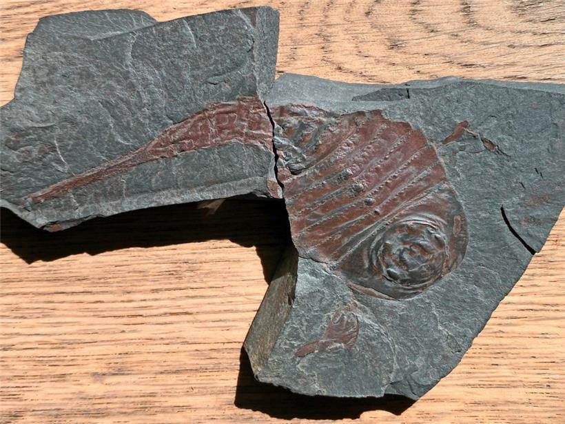 Der Wasserskorpion wurde vor drei Wochen im Ösling gefunden und lebte vor 406 Millionen Jahren
