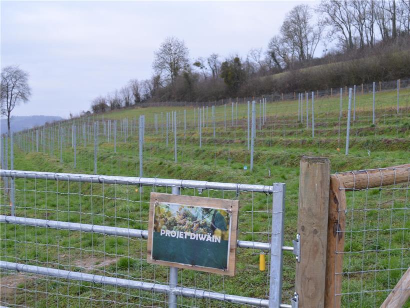 Weinberg am sonnigen Südhang des Herrenbergs nahe Bettendorf mit grünen Reben und blauem Himmel