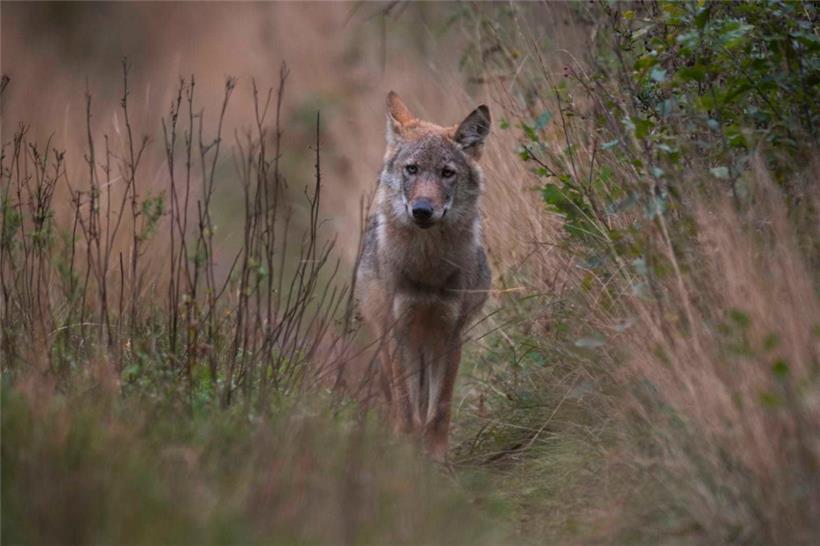 Der Wolf, der nahe Trotten gesehen wurde, ist am 9. September 2021 bereits nahe Husum im deutschen Niedersachsen auf diesem Foto festgehalten worden
