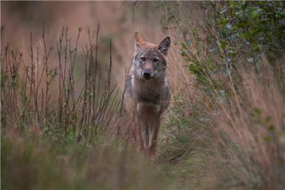 Der Wolf, der nahe Trotten gesehen wurde, ist am 9. September 2021 bereits nahe Husum im deutschen Niedersachsen auf diesem Foto festgehalten worden
