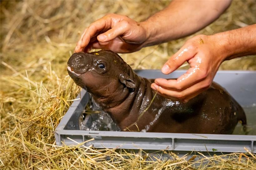 Der Zwergflusspferd-Nachwuchs im Zoo wird zum ersten Mal gebadet. Das tägliche Bad ist wichtig für die Hautpflege des kleinen Hippos, heißt es vom Zoo.
