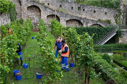 Der daraus resultierende Wein wird nicht zum Verkauf stehen
