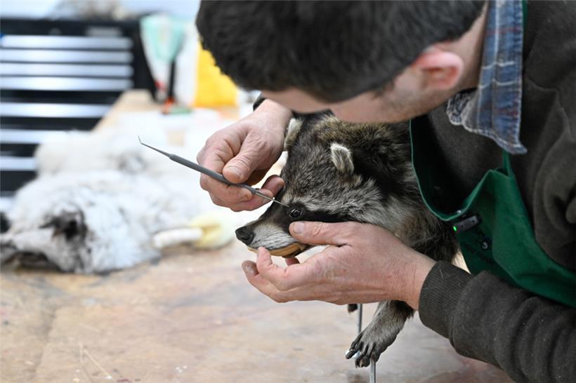 Der einzige Tierpräparator Luxemburgs bei der Arbeit
