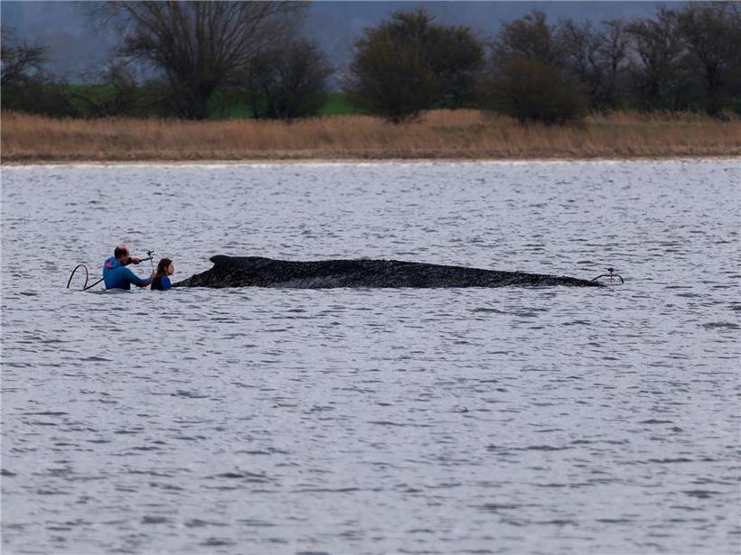 Gestrandeter Buckelwal vor der Insel Poel nahe Wismar seit Dienstag am Strand liegend