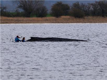 Gestrandeter Buckelwal vor der Insel Poel nahe Wismar seit Dienstag am Strand liegend
