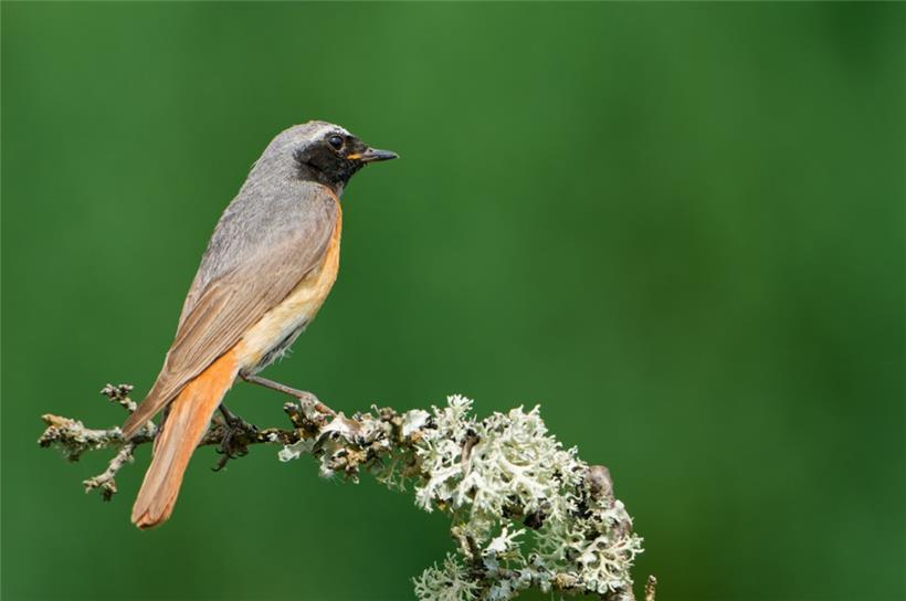 Der männliche Gartenrotschwanz zeichnet sich durch eine auffällige weiße Stirn, eine schwarze Kehle, eine orangerote Brust und einen graublauen Rücken aus
