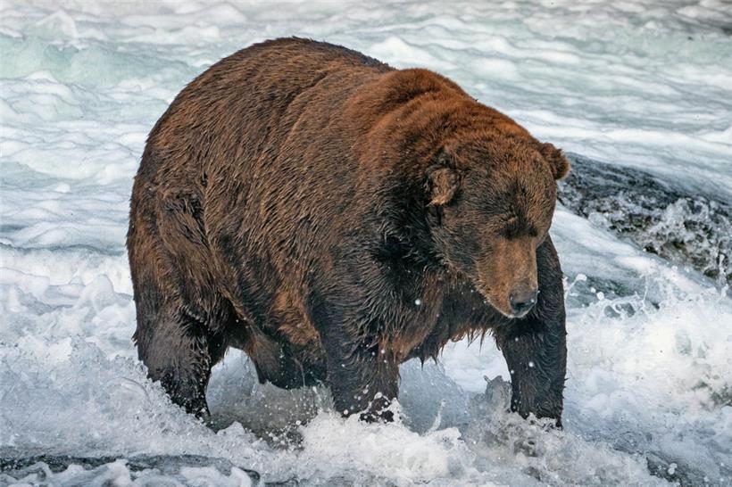 Der massige Braunbär Nummer 747 mit dem Spitznamen „Jumbo Jet“ im Katmai-Nationalpark in Alaska
