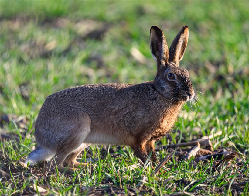 Der natürliche Lebensraum des Feldhasen hat sich in den vergangenen Jahren verschlechtert
