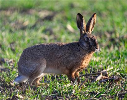 Der natürliche Lebensraum des Feldhasen hat sich in den vergangenen Jahren verschlechtert

