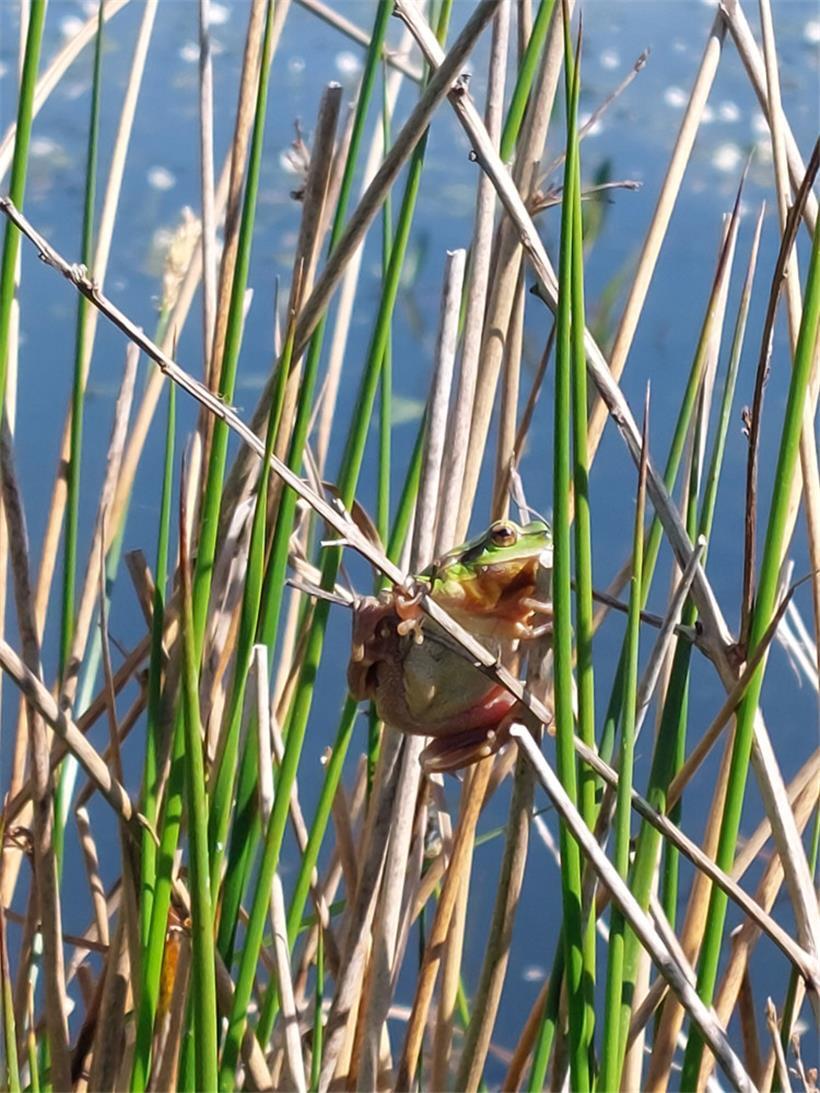 Der noch 2011 akut vom Aussterben bedrohte Laubfrosch konnte hierzulande erfolgr...