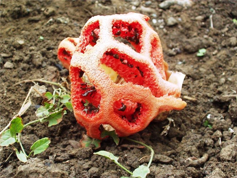 Der rote Gitterling ist normalerweise in wärmeren Ländern zu finden; 2007 wurde er an zwei Stellen in Luxemburg gefunden, ist aber wieder verschwunden
