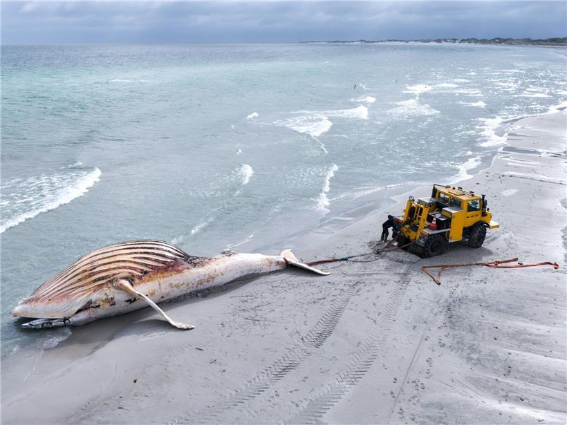 Toter Buckelwal „Timmy“ wird an Land der dänischen Insel Anholt gezogen, nach Strandung bei Timmendorfer Strand.