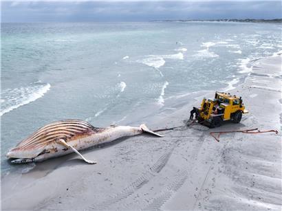 Toter Buckelwal „Timmy“ wird an Land der dänischen Insel Anholt gezogen, nach Strandung bei Timmendorfer Strand.