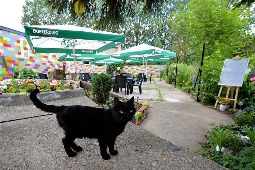 Der zwölfjährige Kater Miezi ist der eigentliche Chef im Haus

