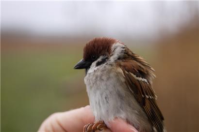 Der Feldsperling war einst in Luxemburg weit verbreitet
